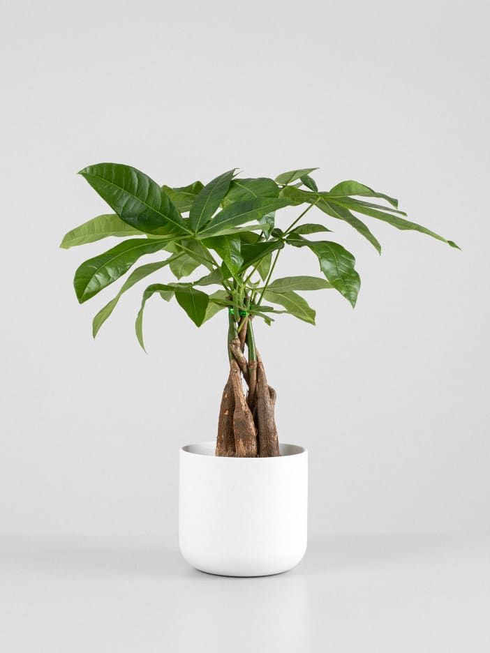 Petit Pachira aquatica (Pistachier de Guyane)