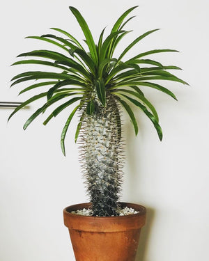 Pachypodium