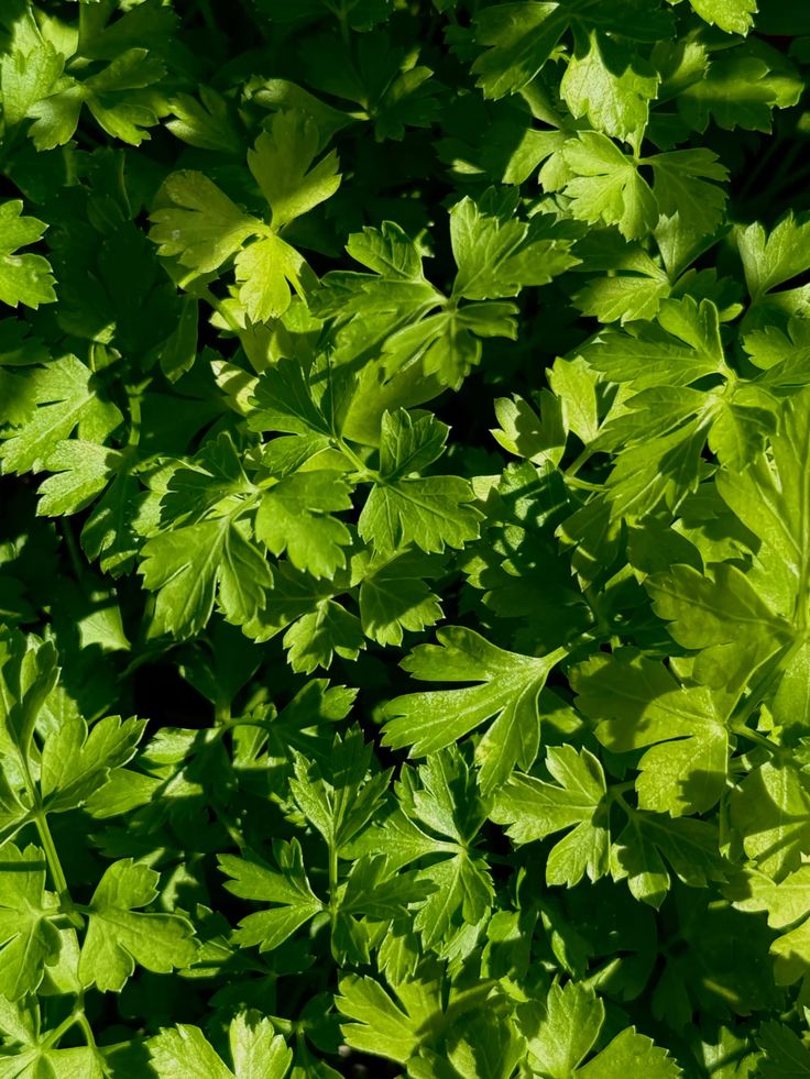 Assortiment de plantes aromatiques 🌿