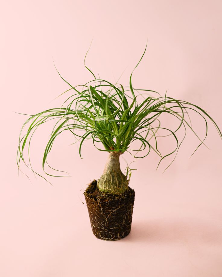 Beaucarnea - Pied d'éléphant