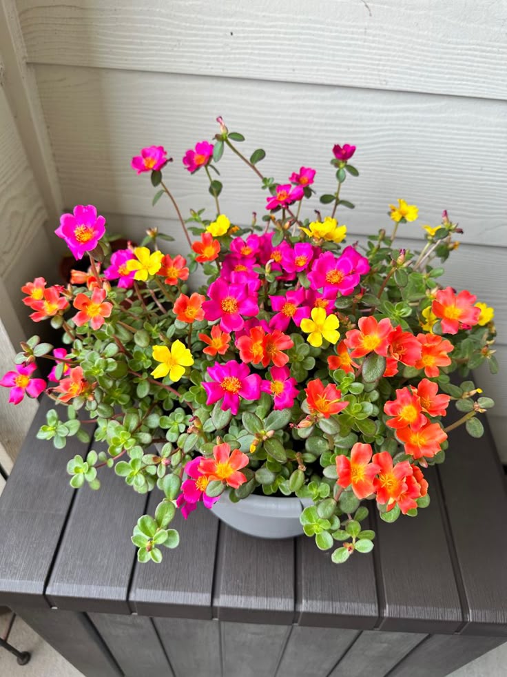 Pourpier (Portulaca)