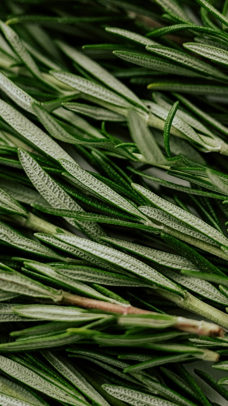 Assortiment de plantes aromatiques 🌿