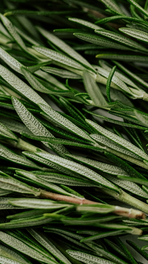 Assortiment de plantes aromatiques 🌿