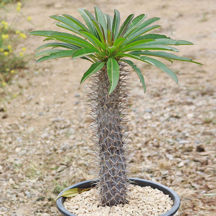 Pachypodium