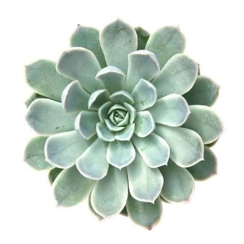 Echeveria