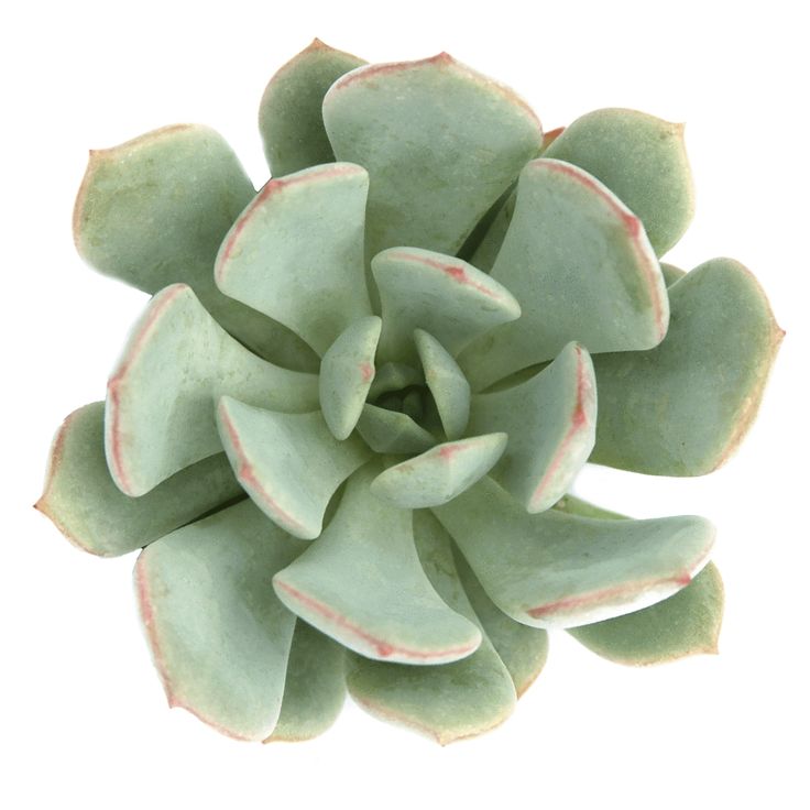 Graptoveria