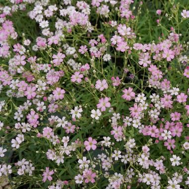 Gypsophile (Gypsophila)