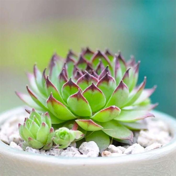 Sempervivum