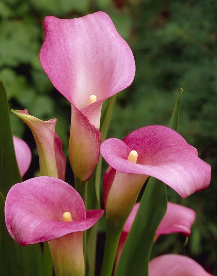 Arum coloré — Zantedeschia