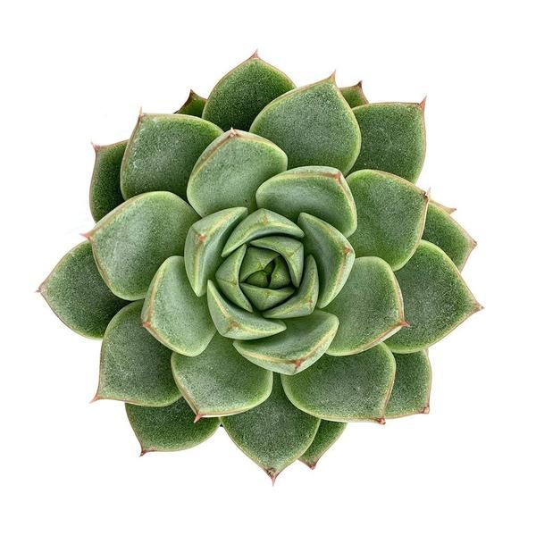 Echeveria
