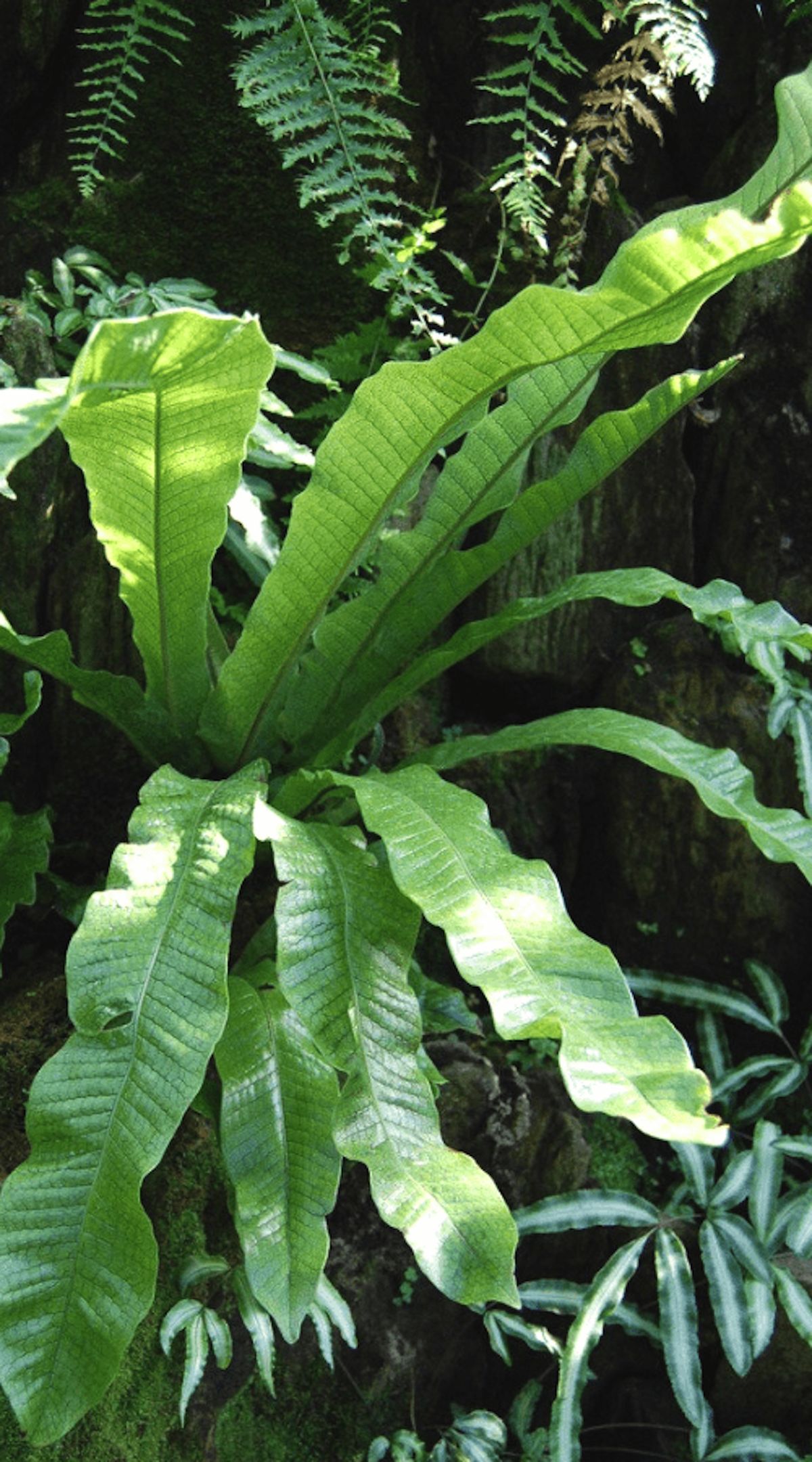 Asplenium Crocodilus (Fougère Crocodile)