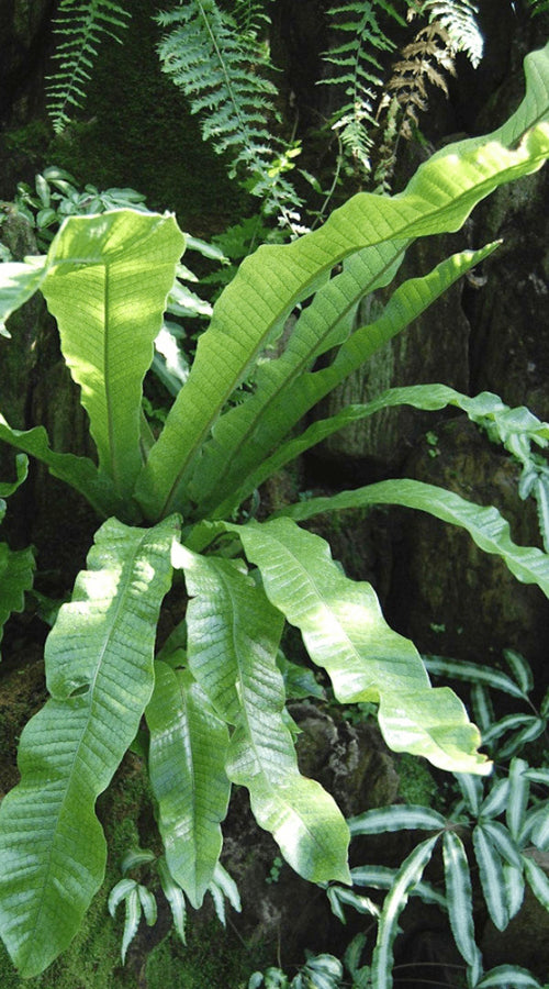 Asplenium Crocodilus (Fougère Crocodile)