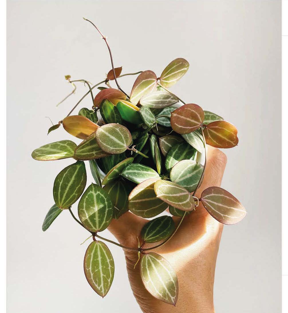 Dischidia ovata – “plante pastèque"