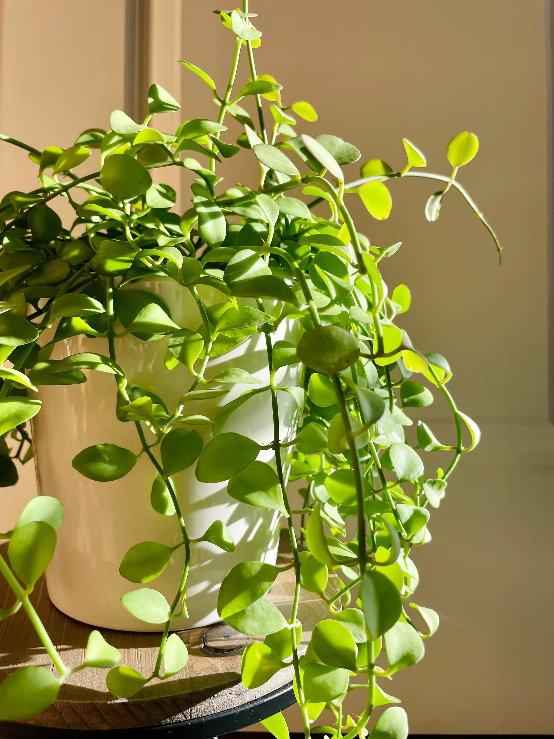 Dischidia oiantha Green
